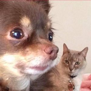 Meet your Posher, Donna